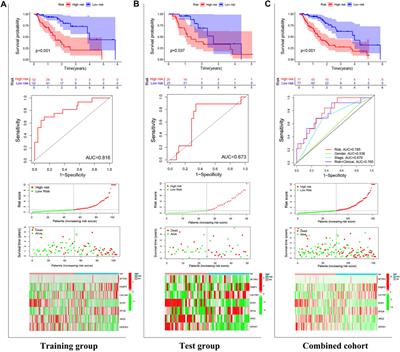 A Risk Model Based on Immune-Related Genes Predicts Prognosis and Characterizes the Immune Landscape in Esophageal Cancer